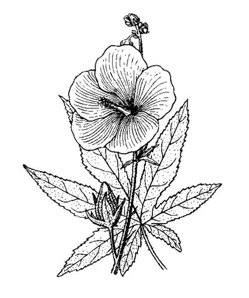Natural compounds from  Abelmoschus manihot